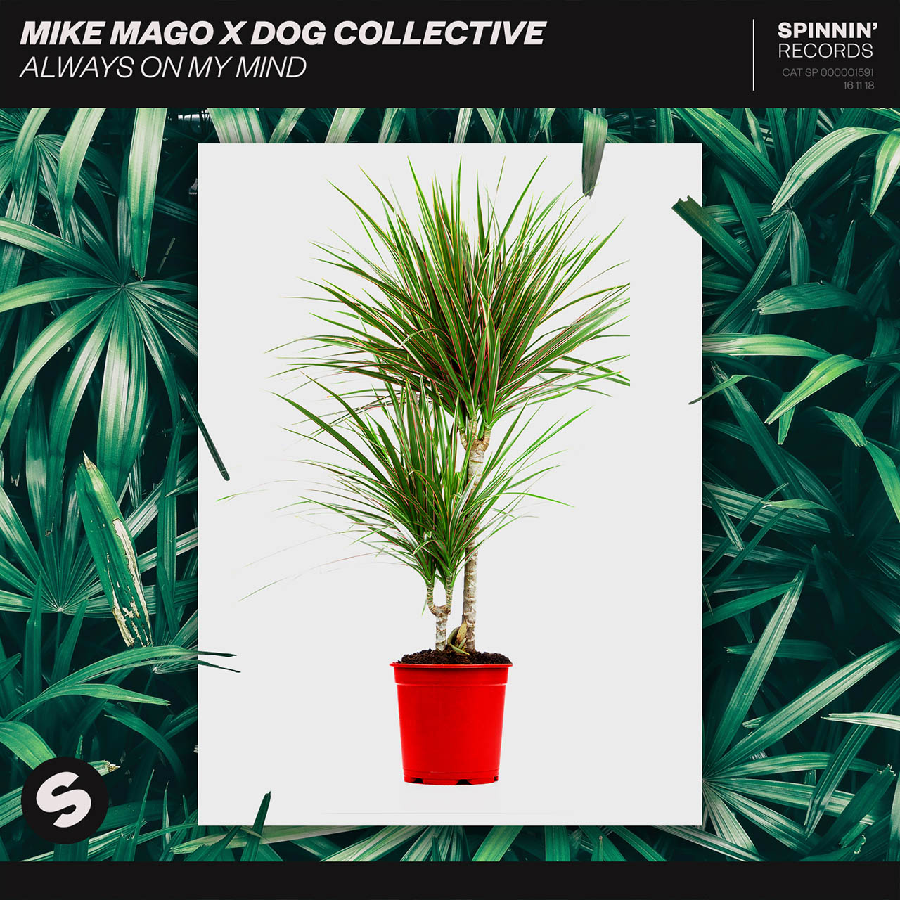 Mike Mago X The Dog Collective