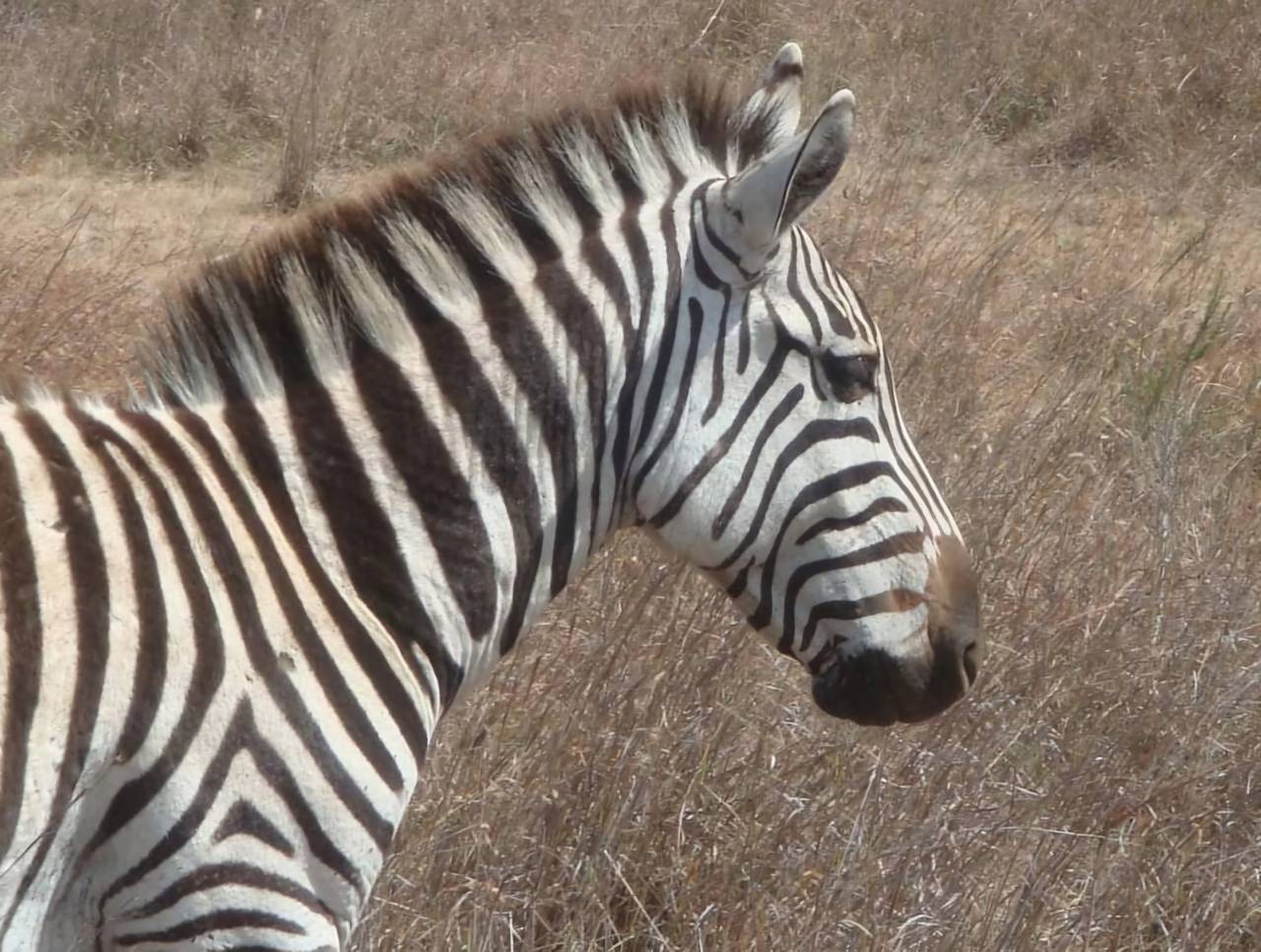 Kenya - Zebra