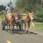 Kenya - Cattle