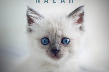 Nazar - Max Freegrant