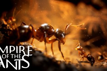 Empire of the Ants