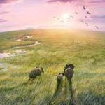Planet Earth III