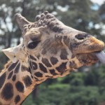 Kenya - Giraffe