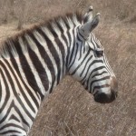 Kenya - Zebra